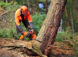 How Our Tree Care Process Works  in  Viera East, FL